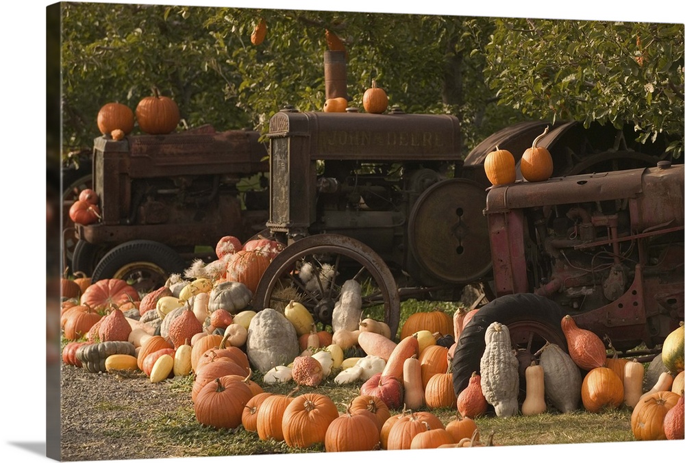 Canada, British Columbia, Keremeos. Autumn Harvest, Pumpkins
