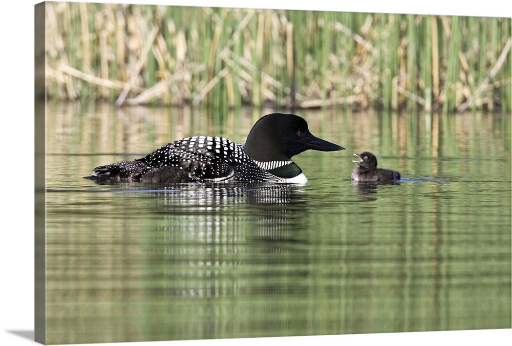 Canada, British Columbia, Lac Le Jeune. Common Loon feeding chick Wall