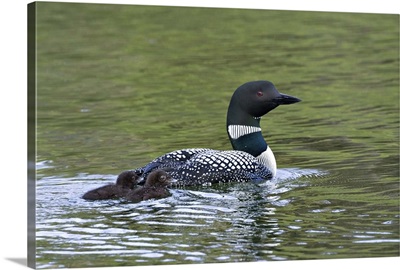 Canada, British Columbia, Lac Le Jeune. Common Loon swimming with chicks