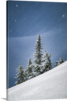 Canada, British Columbia, Lone Tree On Alpine Slope In Winter Snow