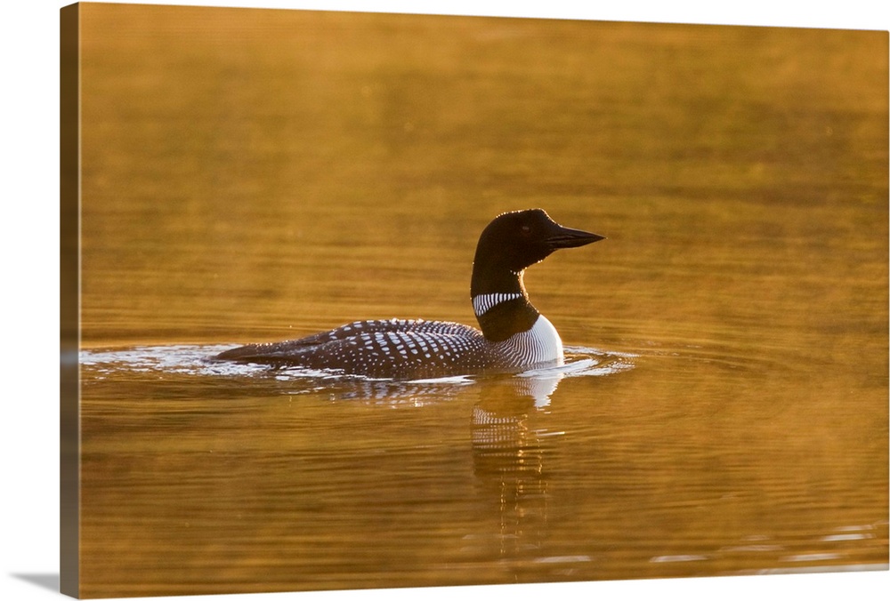 North America, Canada, British Columbia near Kamloops, Common Loon (Gavia immer) on lake at sunrise with steam rising, June