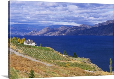Canada, British Columbia, Okanagan Valley, Vineyard on Okanagan Lake