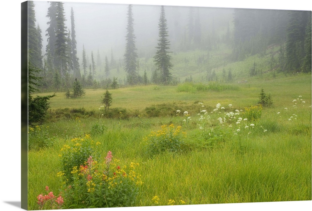 Canada, British Columbia, Revelstoke National Park. Misty meadow scenic.  Credit as: Don Paulson / Jaynes Gallery / Danita...