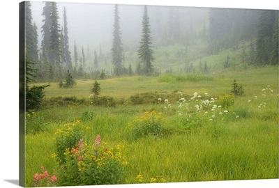 Canada, British Columbia, Revelstoke National Park, Misty meadow scenic