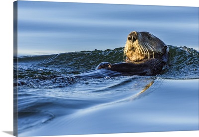 Canada, British Columbia, Sea Otter In Clayoquot Sound