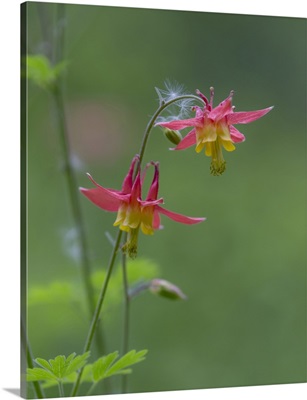 Canada, British Columbia. Sitka columbine flower.
