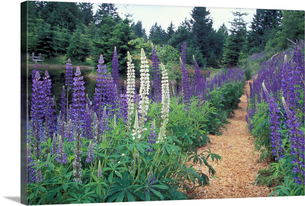 NA, Canada, BC, Vancouver Island, Comox Valley, Kitty Coleman Woodland Gardens.Lupines by a pond