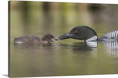 Canada, Common Loon offers an aquatic insect to a chick at Lac Le Jeune