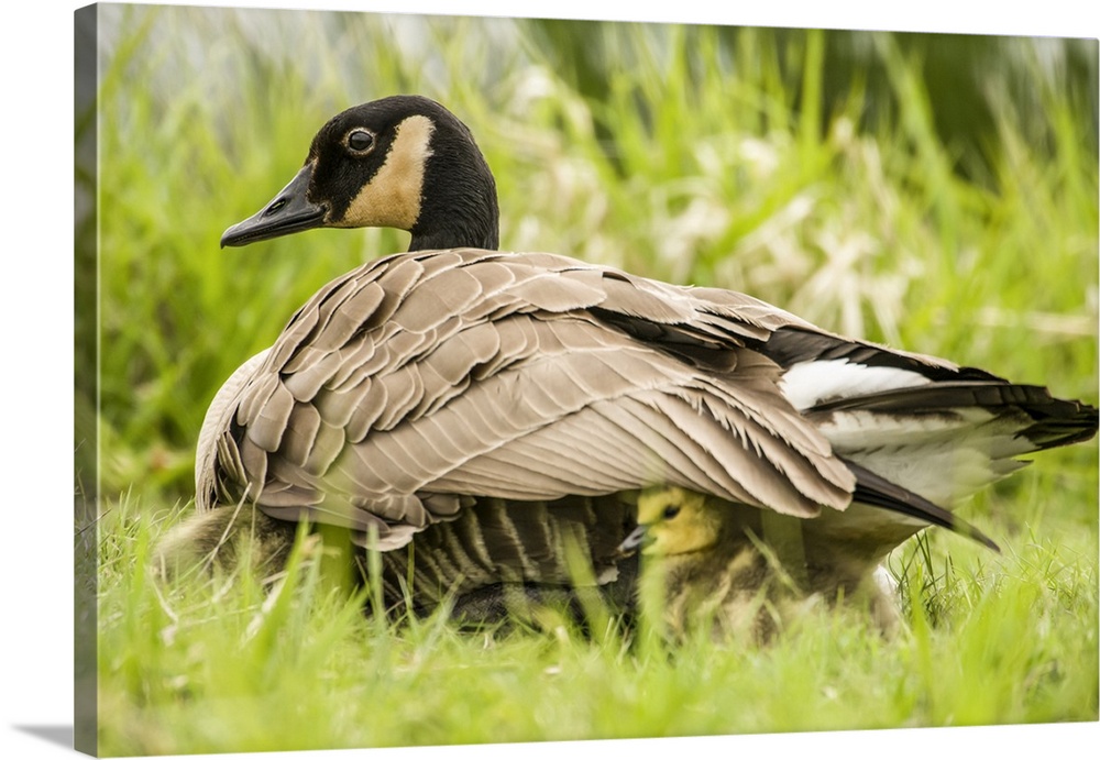 Canada Goose chicks hide under their mother's wings for warmth and protection at Ridgefield National Wildlife Refuge, Wash...