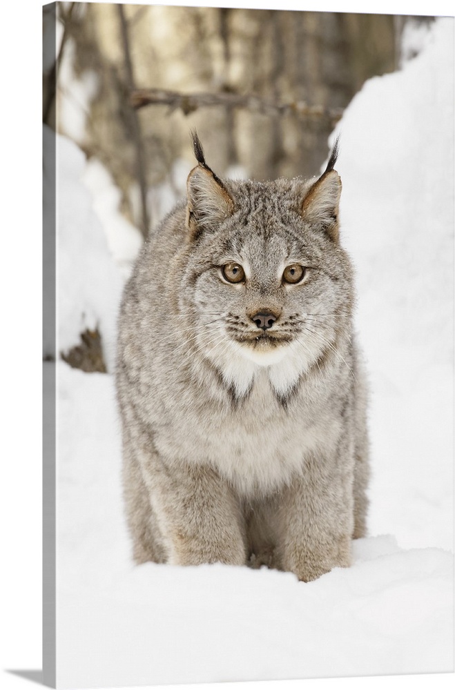 Canada lynx in winter, lynx canadensis, controlled situation.