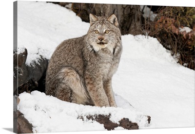 Canada Lynx or Canadian Lynx in winter, (Captive) Montana-Lynx canadensis, -Felidae