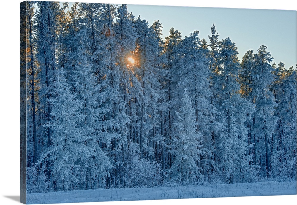 Canada, Manitoba, Belair provincial forest. Backlit jack pine trees covered in hoarfrost.