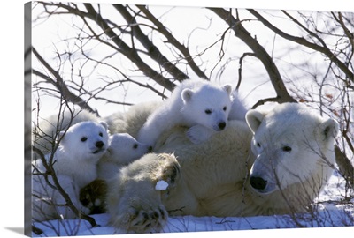 Canada, Manitoba, Churchill. Polar Bear and cubs