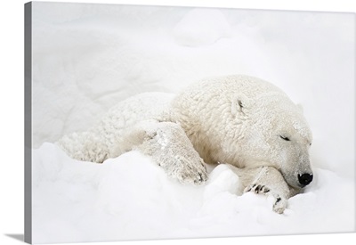 Canada, Manitoba, Churchill, Polar Bear Sleeping In Snow