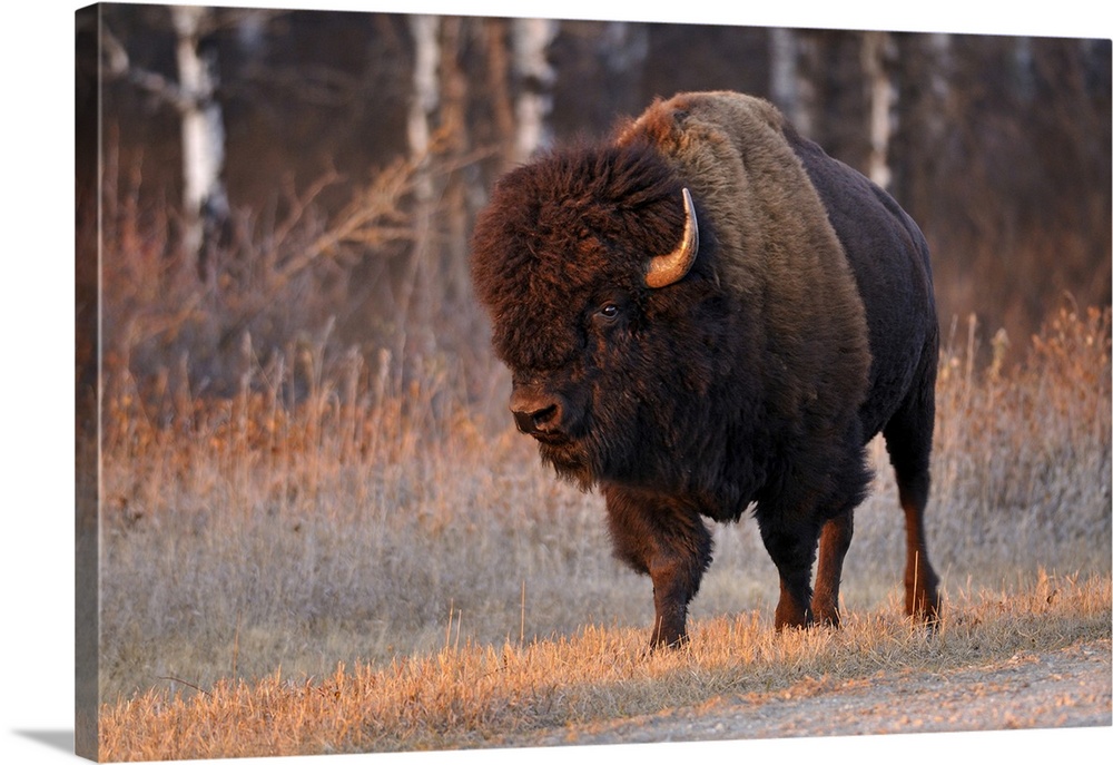 Canada, Manitoba, riding mountain national park. Close-up of male American plains bison.