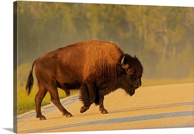 Canada, Manitoba, Riding Mountain National Park, Plains Bison Adult Crossing Road