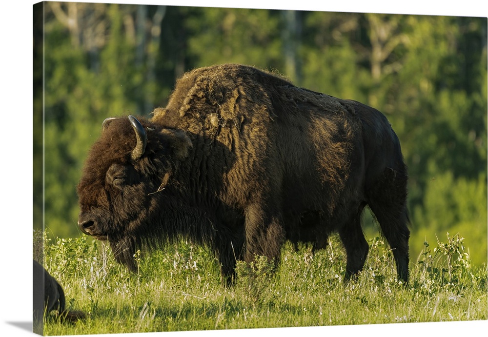Canada, Manitoba, Riding Mountain National Park, Plains Bison Adult Standing In Grass