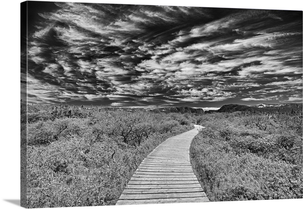 Canada, Newfoundland, Gros Morne national park. Boardwalk through underbrush.