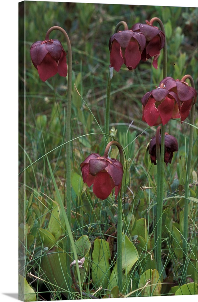 North America, Canada, Newfoundland, Pitcher Plants (Sarracenia purpurea)