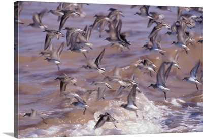 Canada, Nova Scotia, Grand Pre Beach, sandpipers take flight