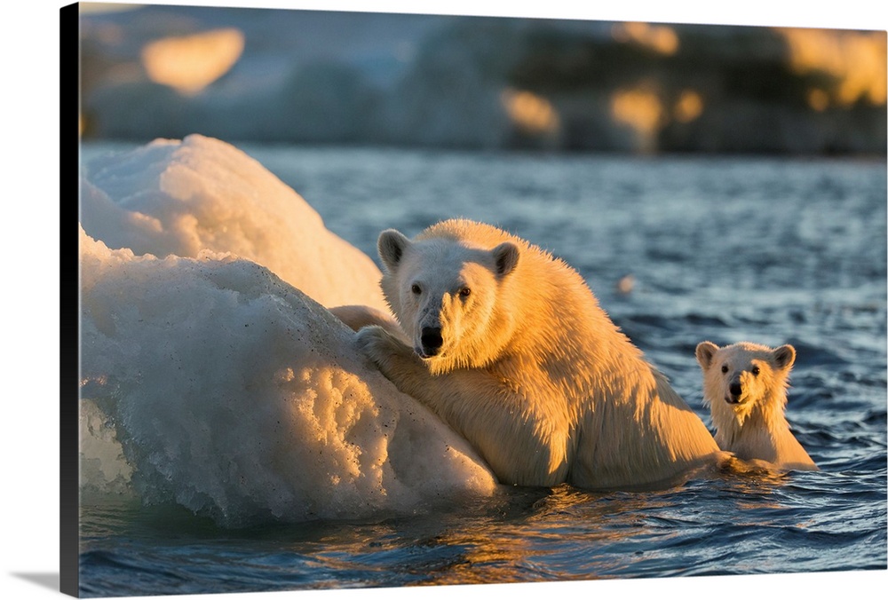 Canada, Nunavut Territory, Repulse Bay, Polar Bear and young cub (Ursus maritimus) cling to melting sea ice at sunset near...
