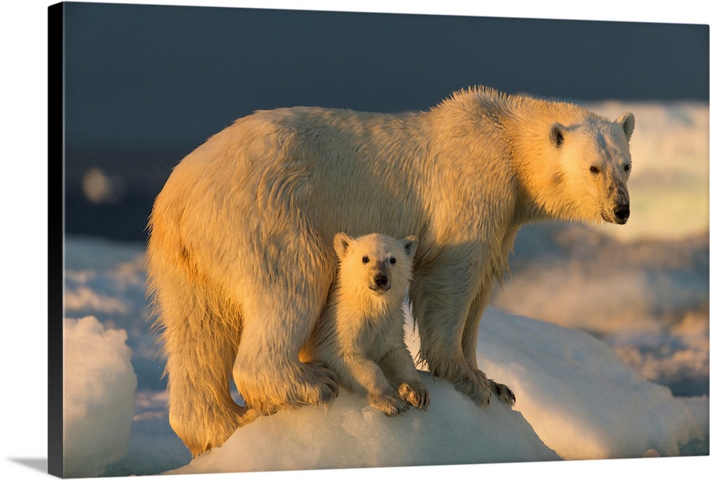 Canada, Nunavut Territory, Repulse Bay, Polar Bear Cub (Ursus maritimus) beneath mother while standing on sea ice near Har...