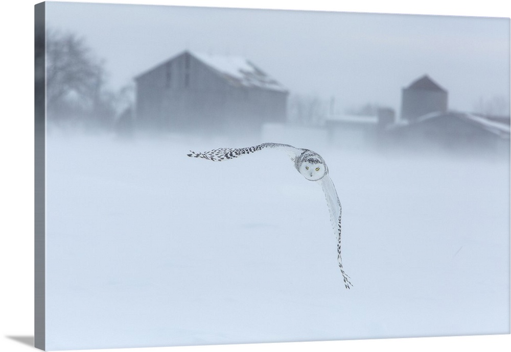 Canada, Ontario, Barrie. Snowy owl in flight.
