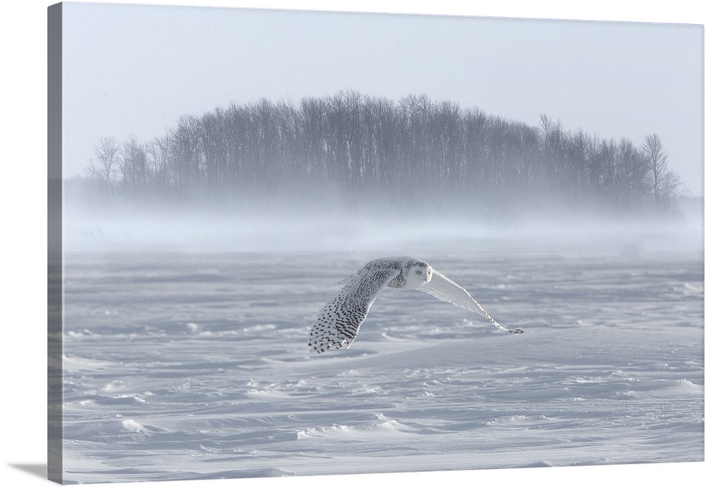 Canada, Ontario, Barrie. Snowy owl in flight over water.
