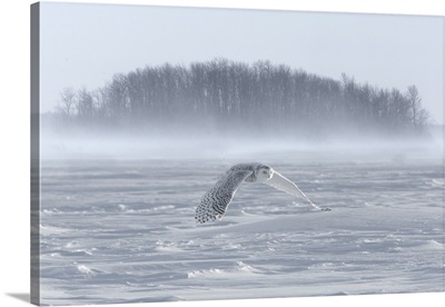 Canada, Ontario, Barrie, Snowy owl in flight over water