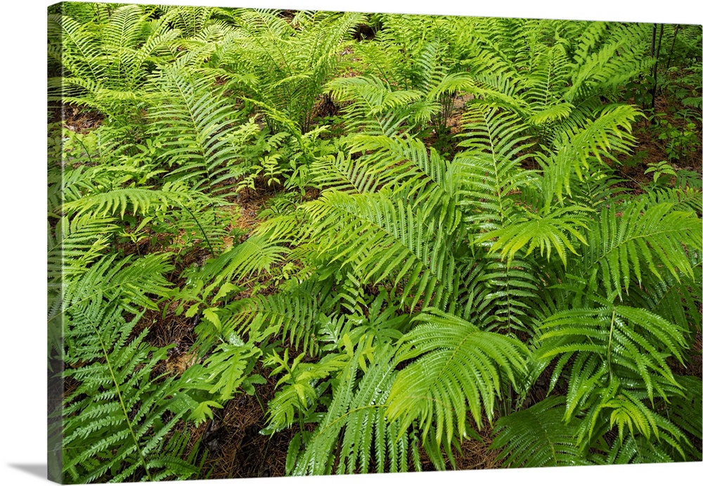 Canada, Ontario, Bourget. Cinnamon ferns in forest.