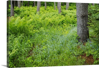 Canada, Ontario, Bourget, Cinnamon Ferns In Forest