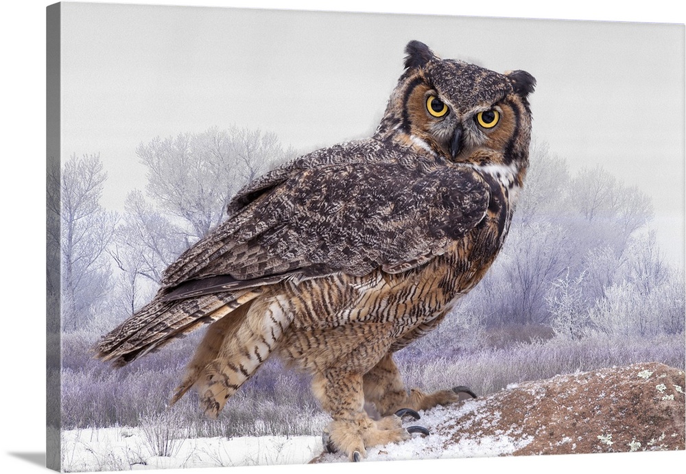 Canada, Ontario. Great horned owl close-up.