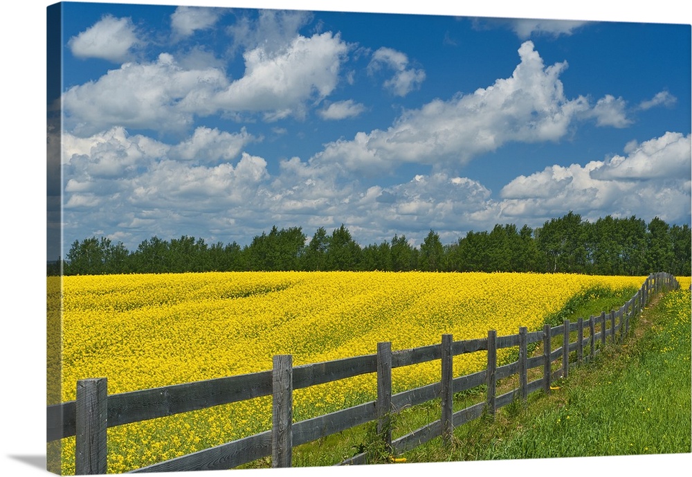 Canada, Ontario, New Liskeard. Yellow canola crop and wooden fence.