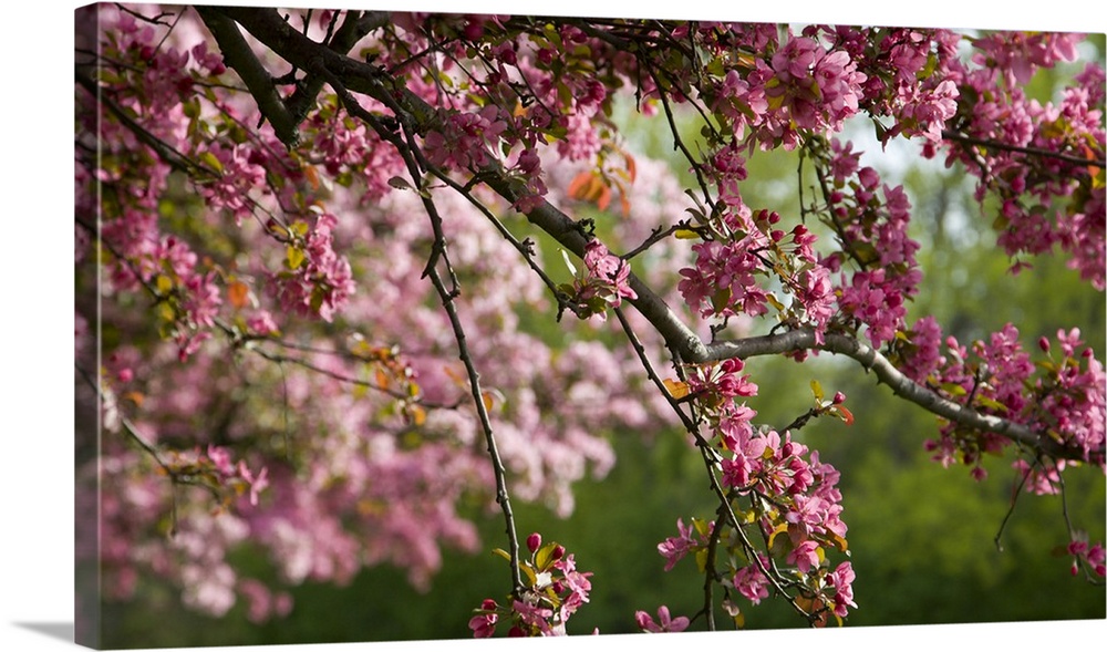 Canada, Ontario, Ottawa. Close-up of limb with cherry blossoms.  Credit as: Bill Young / Jaynes Gallery / DanitaDelimont.com