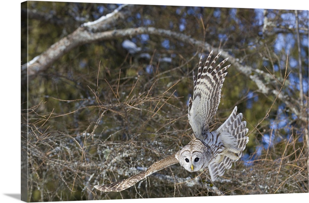 Canada, Quebec, Beauport. Great gray owl flying.