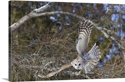 Canada, Quebec, Beauport, Great gray owl flying