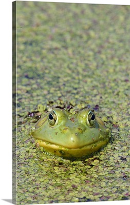 Canada, Quebec, Boucherville, Green frog in duckweed