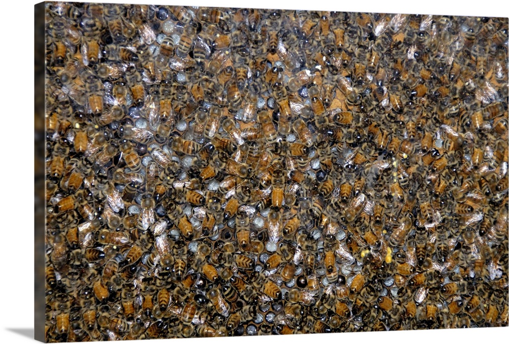 Canada, Quebec. Honey Economusee (aka Musee de L'Abeille). Beehive. Property release. IMAGE RESTRICTED: Not available to U...