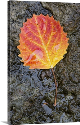 Canada, Quebec, Mount St-Bruno Conservation Park, Big tooth aspen leaf after rain