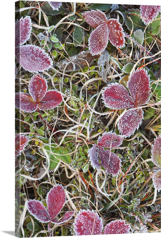 Canada, Quebec, Mount St. Bruno Conservation Park. Frost-covered strawberry leaves.