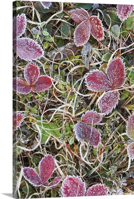 Canada, Quebec, Mount St. Bruno Conservation Park, Frost-covered strawberry leaves