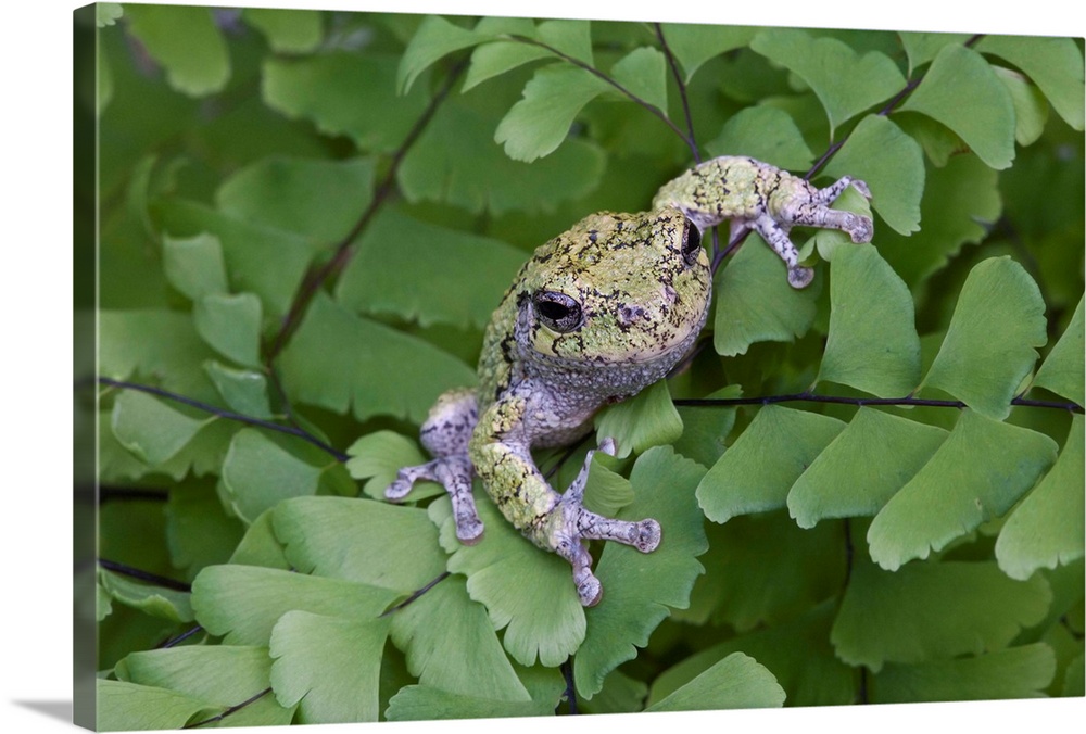 Canada, Quebec, Mount St-Bruno Conservation Park. Gray tree frog on maidenhair fern.