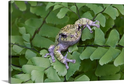 Canada, Quebec, Mount St-Bruno Conservation Park, Gray tree frog on maidenhair fern
