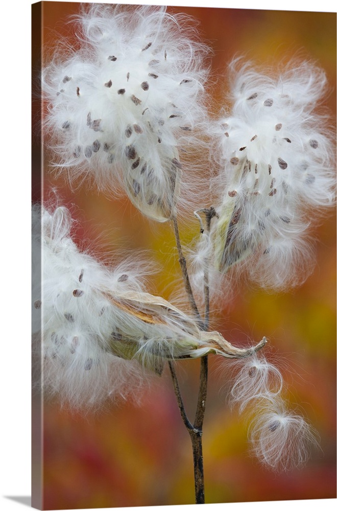 Canada, Quebec, Mount St-Bruno Conservation Park. Milkweed releasing seeds.