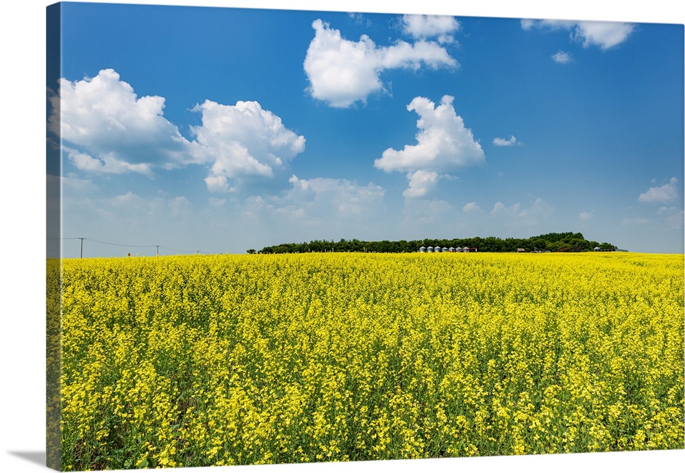 Canada, Saskatchewan, Foam Lake. Field of yellow canola crop on farm.