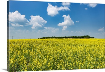 Canada, Saskatchewan, Foam Lake, Field Of Yellow Canola Crop On Farm