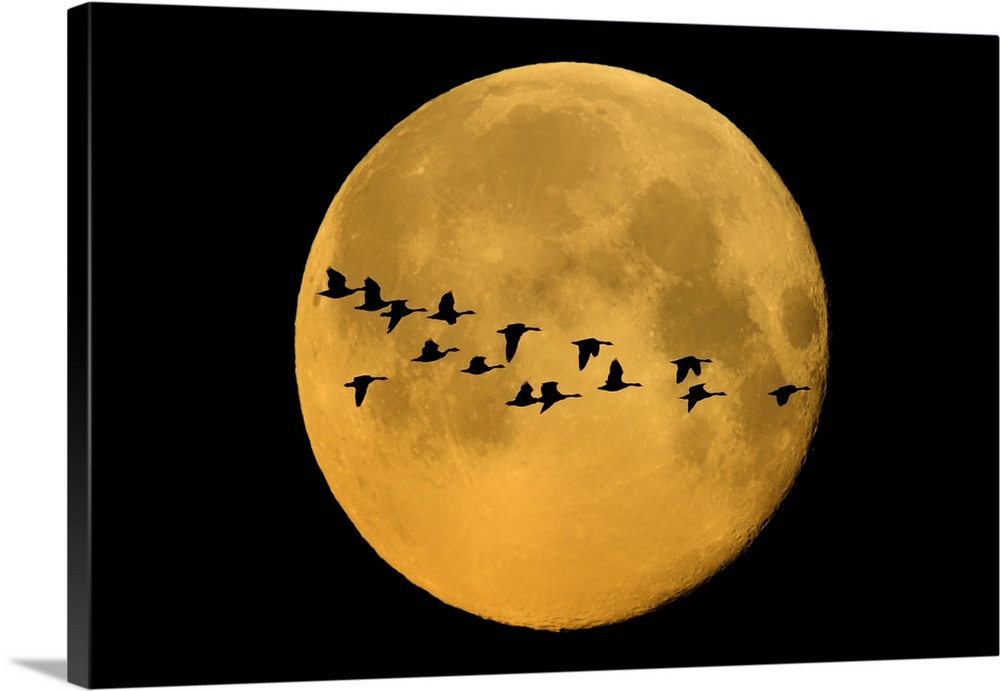 Canada, Winnipeg. Montage of geese flying past harvest moon.