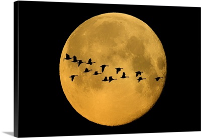 Canada, Winnipeg, Montage Of Geese Flying Past Harvest Moon