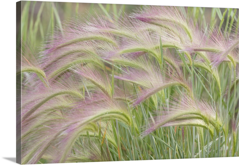 Canada, Yukon. Foxtail  grass close-up.