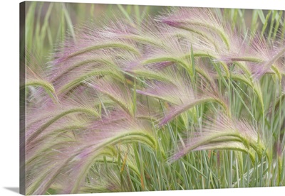 Canada, Yukon. Foxtail  grass close-up.